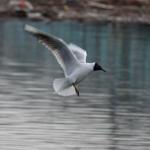 Mediterranean Gull