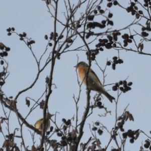 Brambling