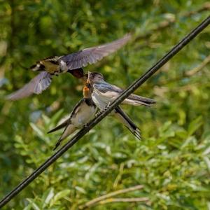 Barn Swallow