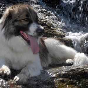 Unknown Breed