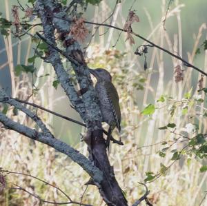 Eurasian Green Woodpecker