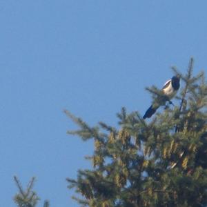 Black-billed Magpie