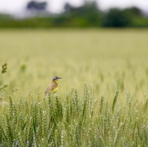 Yellow Wagtail