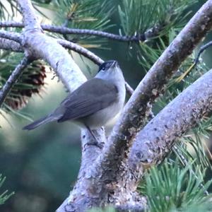 Blackcap