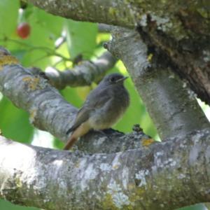 Black Redstart