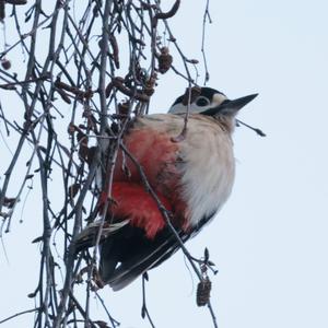 Great Spotted Woodpecker