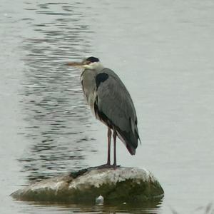 Grey Heron