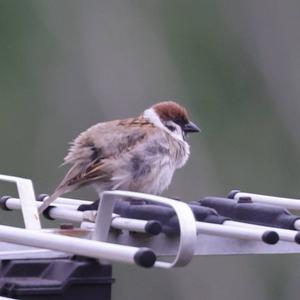 Eurasian Tree Sparrow