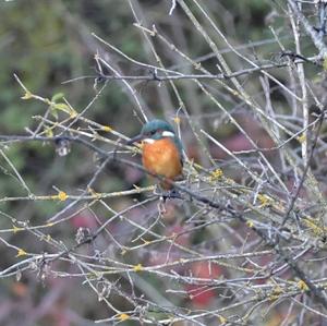 Common Kingfisher