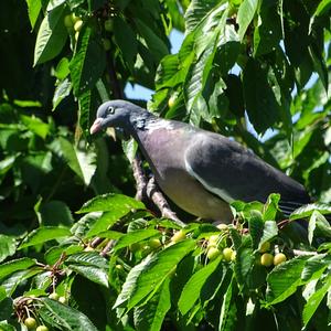 Common Wood-pigeon