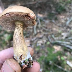 Bitter Bolete