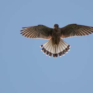 Common Kestrel