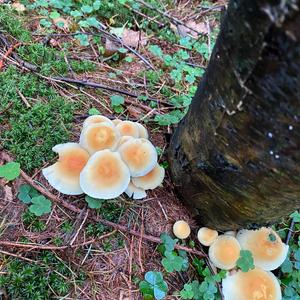 Changing Pholiota