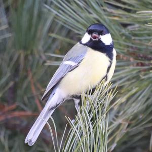 Great Tit