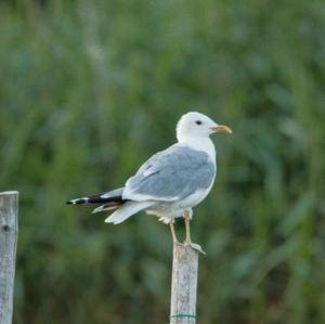 Herring Gull