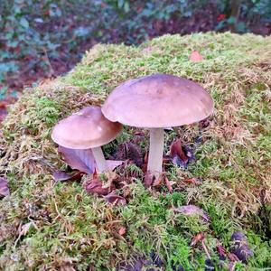 Fawn Mushroom