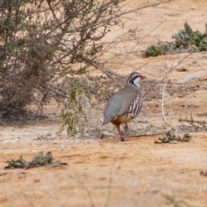 Red-legged Partridge