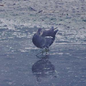 Common Moorhen