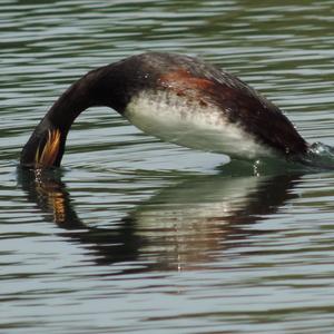 Black-necked Grebe