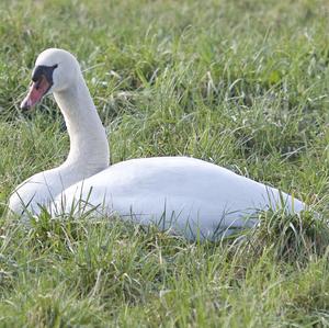 Höckerschwan