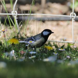 Great Tit