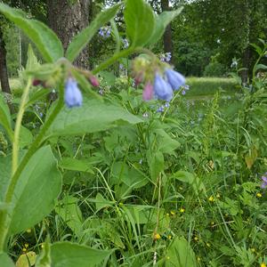 Comfrey (Common)