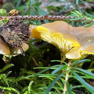 Chanterelle, Common