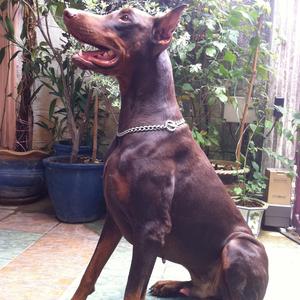 Doberman Pinscher