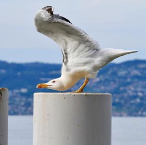 Yellow-legged Gull