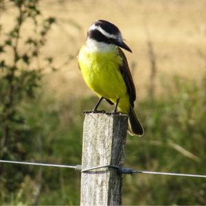 Great Kiskadee