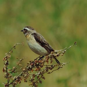 Braunkehlchen