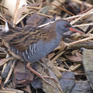 Water Rail