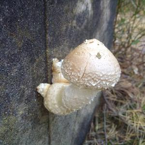 Destructive Pholiota