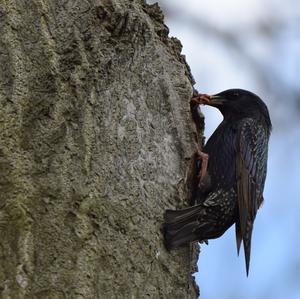 Common Starling