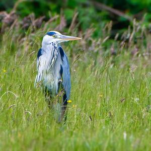 Grey Heron