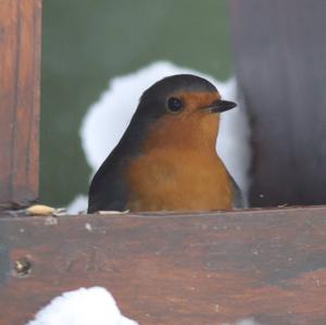 European Robin