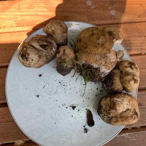 Summer Bolete