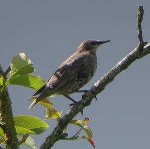 Common Starling