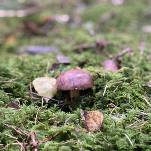 Bay Bolete