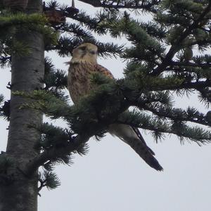 Common Kestrel