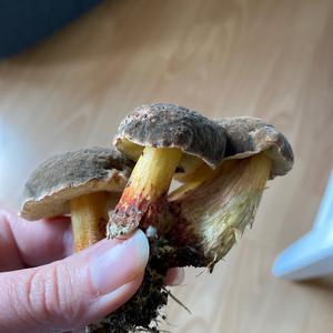 Bay Bolete