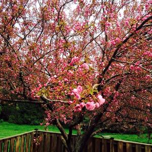 Judas-Tree