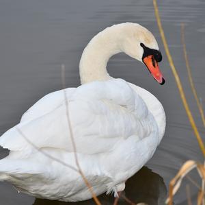 Mute Swan