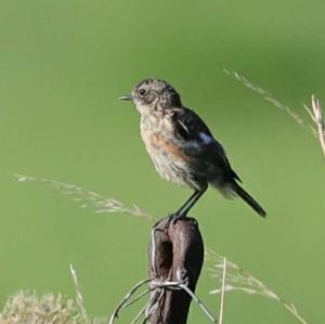 European stonechat