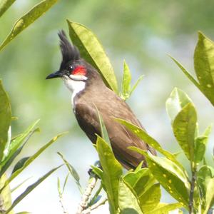 Red-whiskered Bulbul