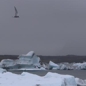 Common Tern