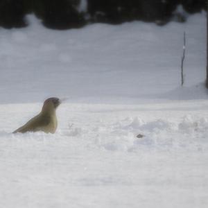 Eurasian Green Woodpecker