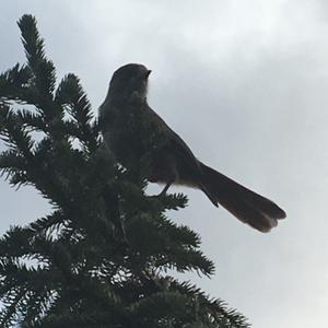 Eurasian Jay