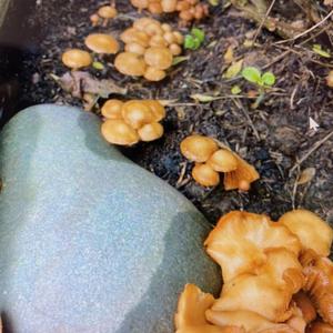 Anise-scented Clitocybe