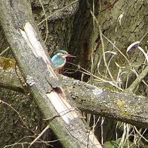 Common Kingfisher